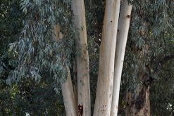 Eucalyptusbaum