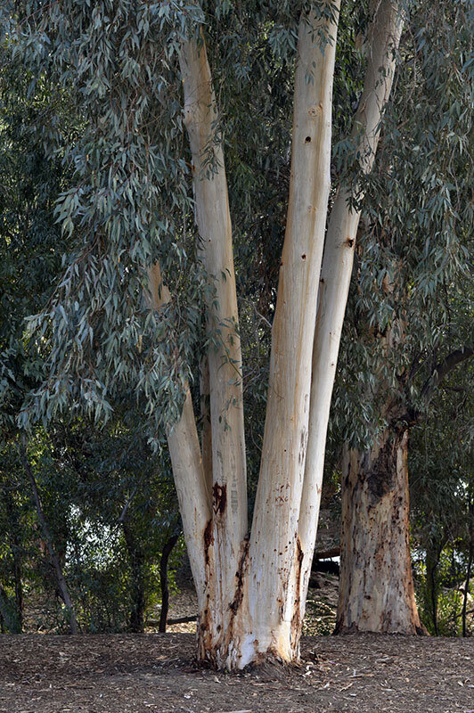 Eucalyptusbaum