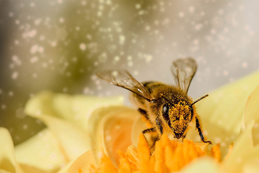BEESWEET – viel mehr als Honig!